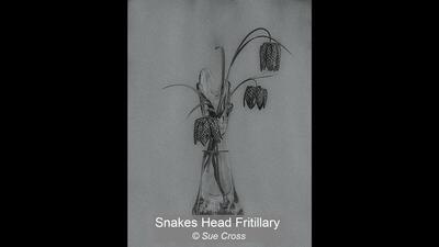 09_Snakes Head Fritillary_Sue Cross