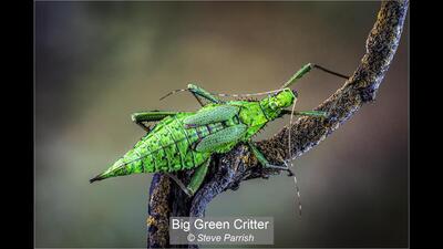 10_Big Green Critter_Steve Parrish
