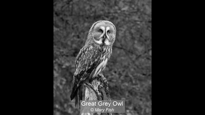 13_Great Grey Owl_Mary Fish