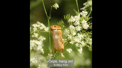 04_Oops, hang on!_Mary Fish
