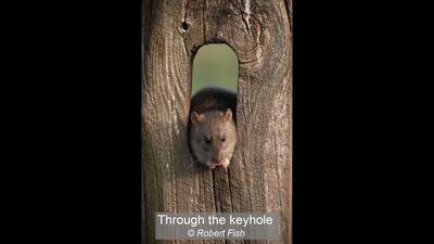 15_Through the keyhole_Robert Fish