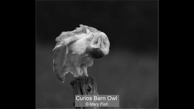 Curios Barn Owl