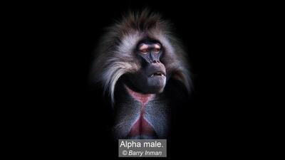 30_Alpha male._Barry Inman