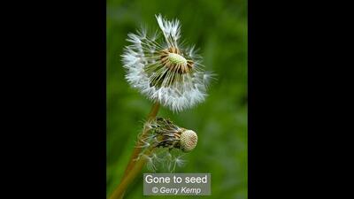 31_Gone to seed_Gerry Kemp