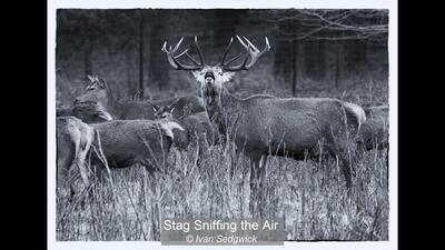 32_Stag Sniffing the Air_Ivan Sedgwick