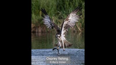 44_Osprey fishing._Barry Inman