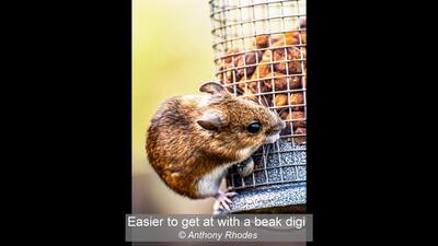 Easier to get at with a beak digi