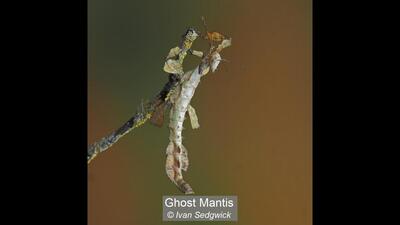 Ghost Mantis