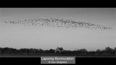 Lapwing Murmuration
