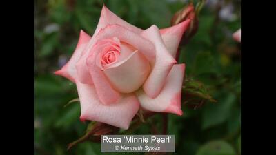 Rosa 'Minnie Pearl'