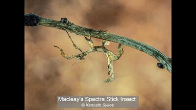 Macleay's Spectra Stick Insect