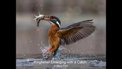 Kingfisher Emerging with a Catch