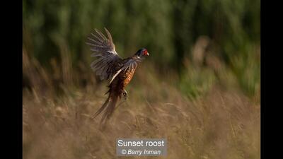 16_Sunset roost_Barry Inman