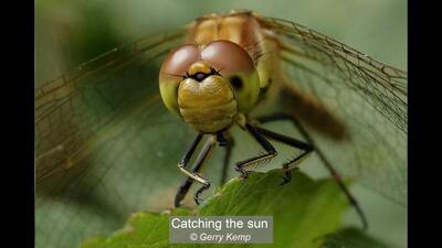 17_Catching the sun_Gerry Kemp