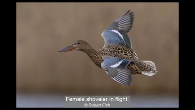 24_Female shoveler in flight_Robert Fish