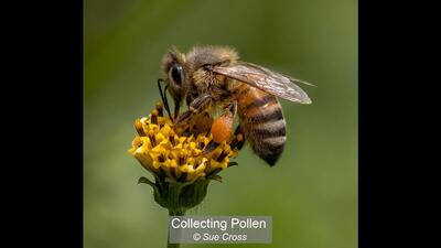 41_Collecting Pollen_Sue Cross