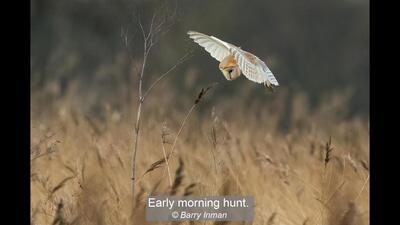 Early morning hunt.