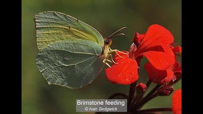 Brimstone feeding