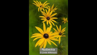 Rudbeckia