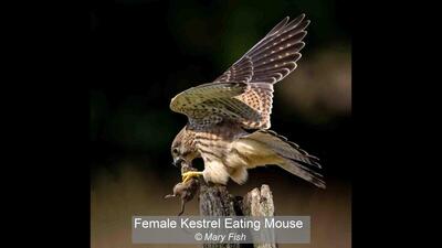 Female Kestrel Eating Mouse