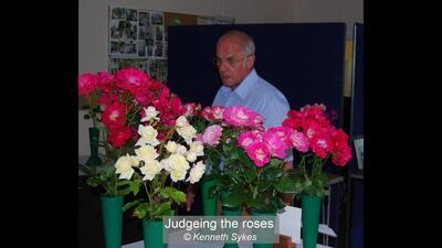 Judgeing the roses