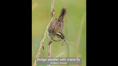 Sedge warbler with crane fly