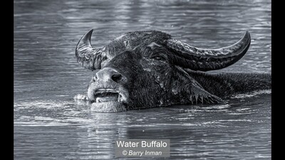 Water Buffalo
