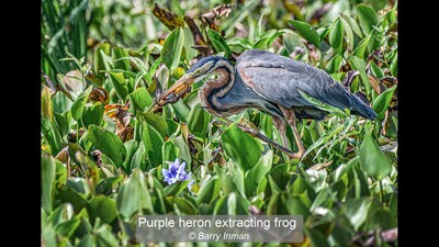 Purple heron extracting frog