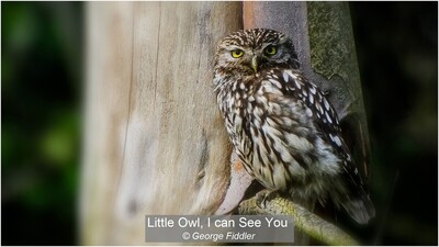 Little Owl, I can See You