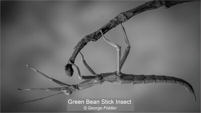 Green Bean Stick Insect