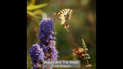 Beauty and The Beast