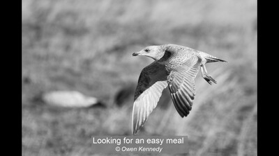 Looking for an easy meal