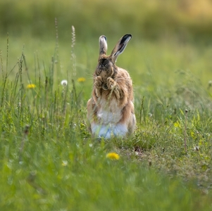 Don't photograph me, I'm Shy