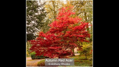 Autumn Red Acer