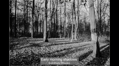 Early morning shadows
