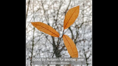 Good by Autumn for another year