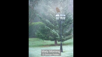 Misty Morning