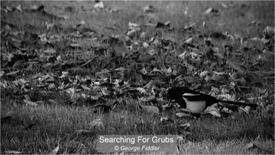 Searching For Grubs