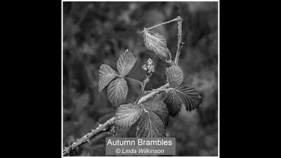 Autumn Brambles