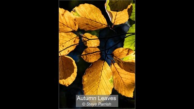 Autumn Leaves