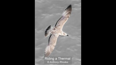 Riding a Thermal