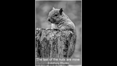 The last of the nuts are mine