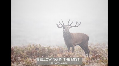 BELLOWING IN THE MIST.