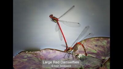 Large Red Damselflies