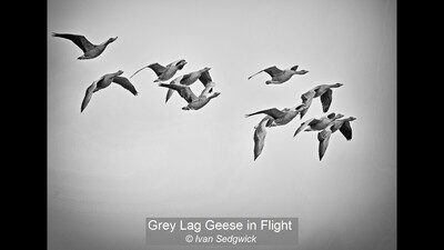 Grey Lag Geese in Flight