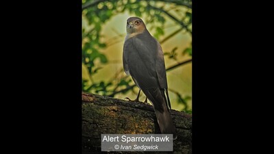 Alert Sparrowhawk