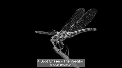 4 Spot Chaser - The Preditor