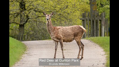 Red Deer at Gunton Park