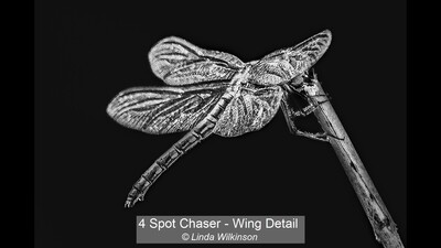 4 Spot Chaser - Wing Detail