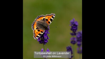 Tortoiseshell on Lavender